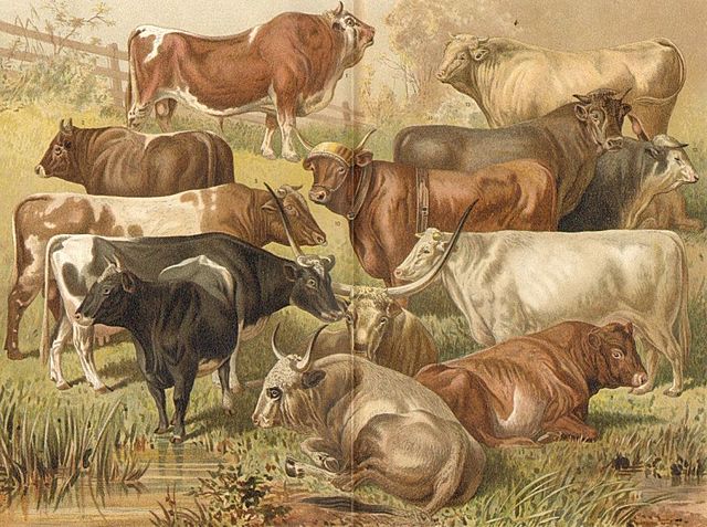 Real Cédula / Valladolid.