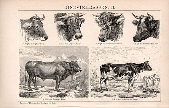 Real Cédula / Madrid.