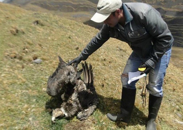 Matanza de flora y fauna