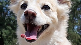 Timeline: VIDA DE PELUCHE