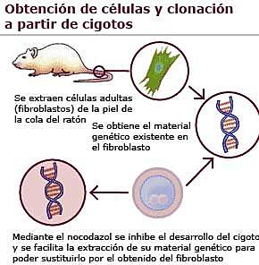 Experimento con Ratones