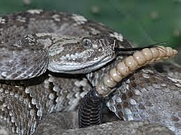 EDAD ANTIGUA-Dispersión