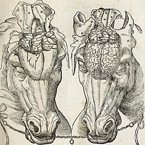 Anatomía del caballo
