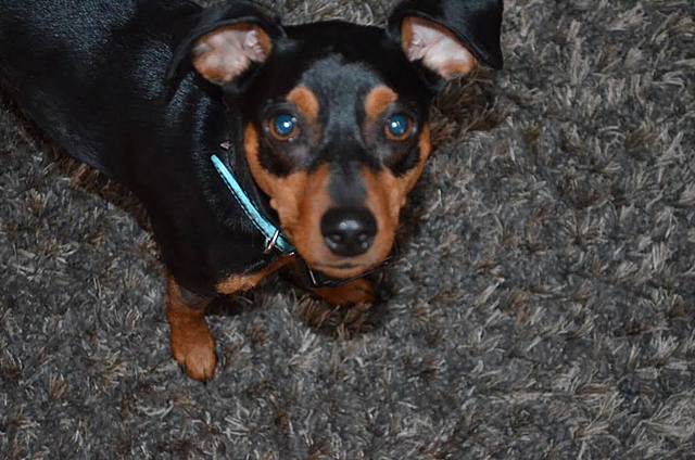 The Day I Got My Second Dog, Ty