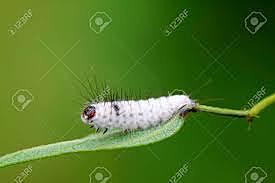 Descubrimiento de Bauveria bassiana