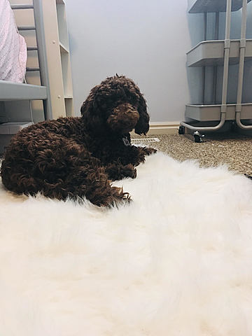 The Story of Minte Lomax