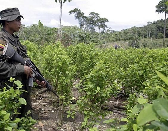 2016-MONOCULTIVOS Y CULTIVOS ILICITOS