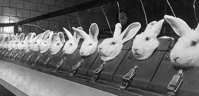 Estudio de Fármacos en Animales