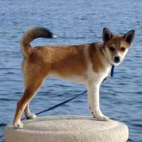 Norwegian Lundehund