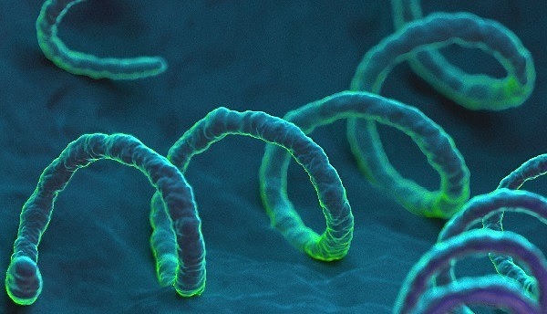 Fritz Chaudinn / Erich Hoffmann