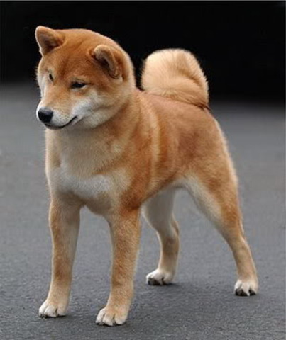 Shiba Inu