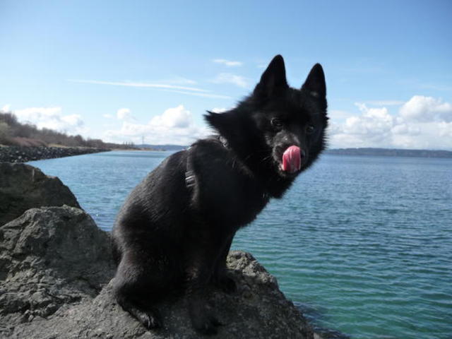 Schipperke