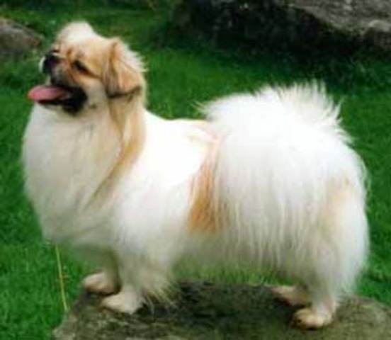Tibetan Spaniel