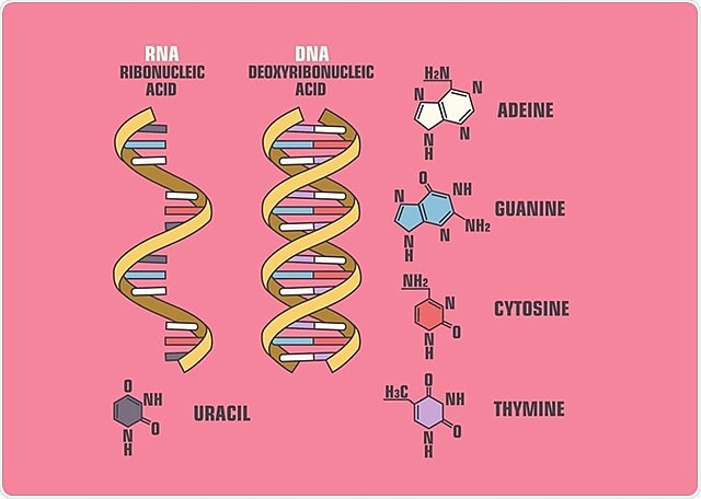 Heinz Ludwing  / Robrey Willians