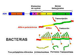 Francois Jacob / Jacques Monod