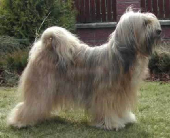 Tibetan Terrier
