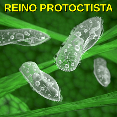 Timeline: Time Line Protista