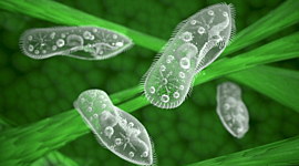 Timeline: Time Line Protista