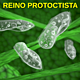 Protista