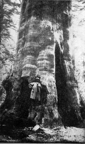 Bill to Protect the Trees