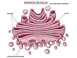 GOLGI