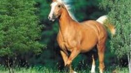 Timeline: My Biography