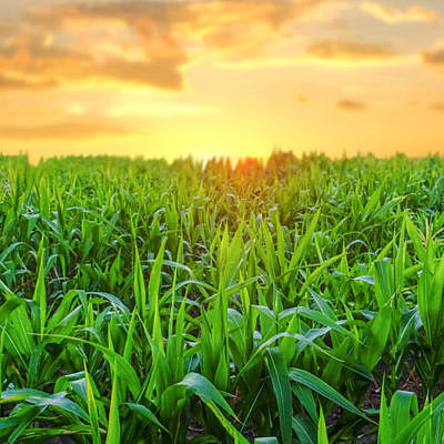 Timeline: Evolución de la actividad agrícola en el tiempo