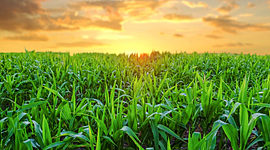 Timeline: Evolución de la actividad agrícola en el tiempo