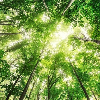 Timeline: Ideas y políticas mediambientales