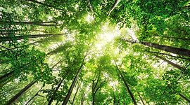 Timeline: Ideas y políticas mediambientales