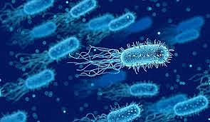 Hebert coperland creo el cuarto reino