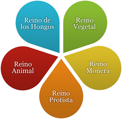 Haeckel creo un sistema de 3 reino