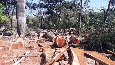 Tala masiva de árboles