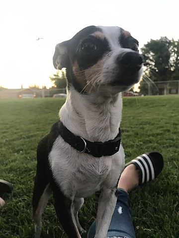 The Day I Got My Dog