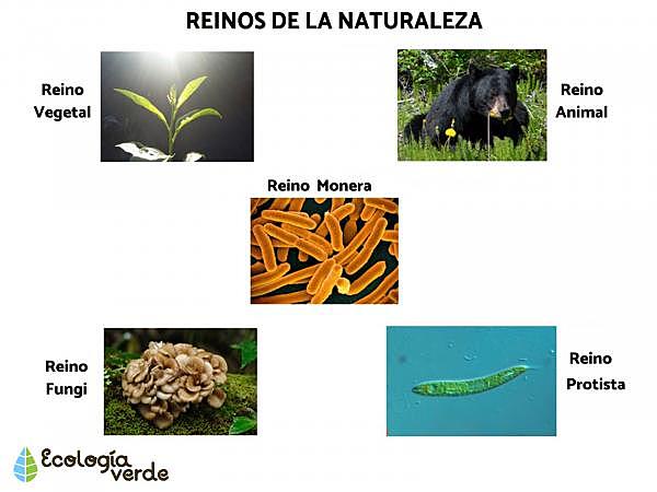 Haeckel creo un sistema de 3 reinos