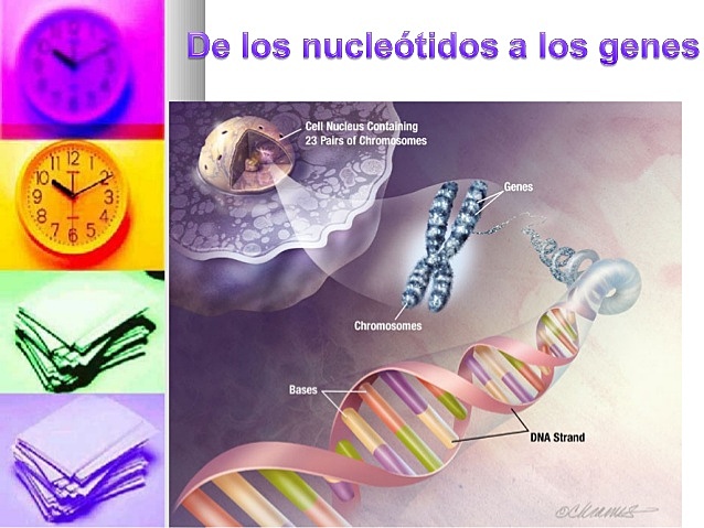 Carl woese estudiaba las secuencias de nucleoitos de genes