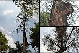 PRIMER PATÓGENO VEGETAL (MUÉRDAGO)