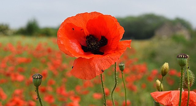 Guerra de Afganistán (1978-1922)