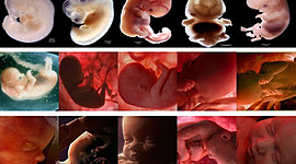 Timeline: Desarrollo prenatal, mes por mes.