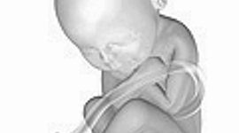 Timeline: Desarrollo Prenatal