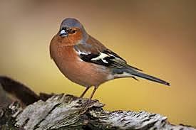 Charles Darwin (Regreso a casa después de cinco años)