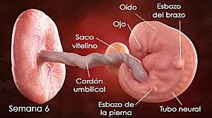 Semana 6 Cierre del tubo neural