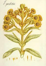 Expediciones Botánicas