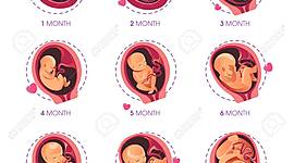 Timeline: Pregnancy Timeline
