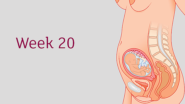 Week 20