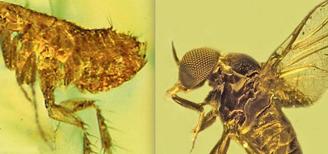 La primera evidencia de que existen los parásitos de la malaria