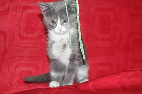 La Llegada De Mi Gata A La Casa