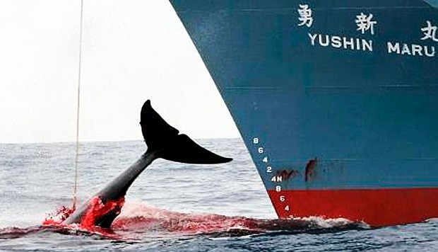 REANUDACIÓN CAZA COMERCIAL DE  BALLENAS