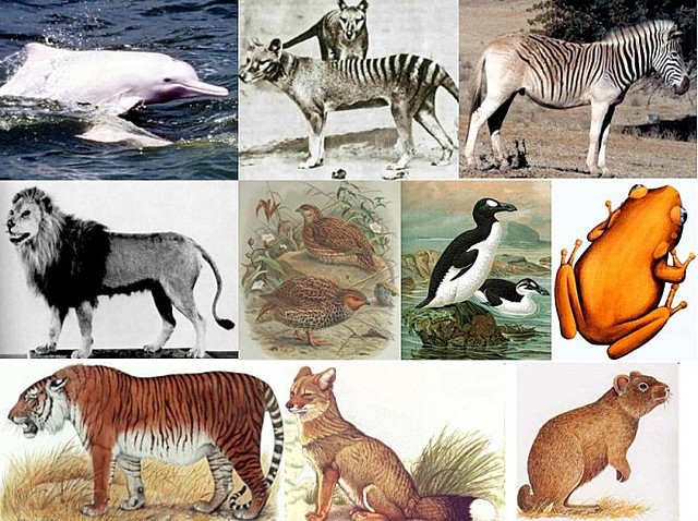 ONU ALERTA SOBRE EXTINCIÓN DE ESPECIES