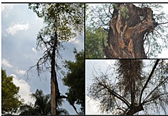 Primer patógeno vegetal. (Muérdago)